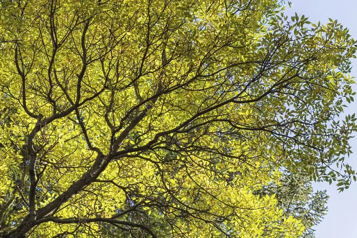 Framed Print : Green tree branch in the botanical garden