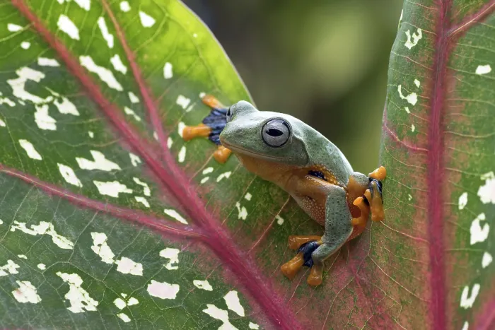 Framed Print : Green tree flying frog (Rhacophorus reinwarditii) sitting on a leaf