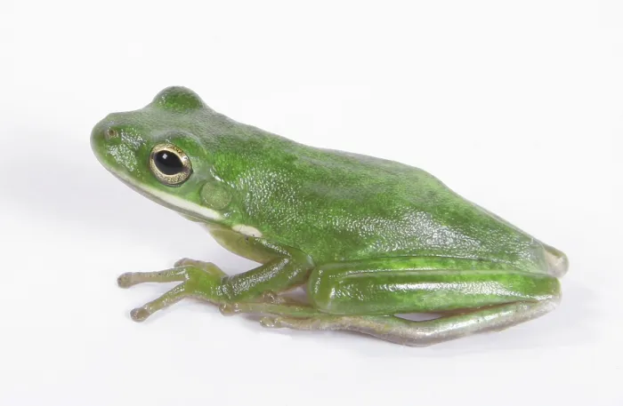 Framed Print : Green Tree Frog (Hyla cinerea)