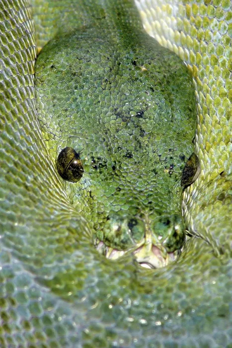 Framed Print : Green Tree Pythons (Morelia viridis)