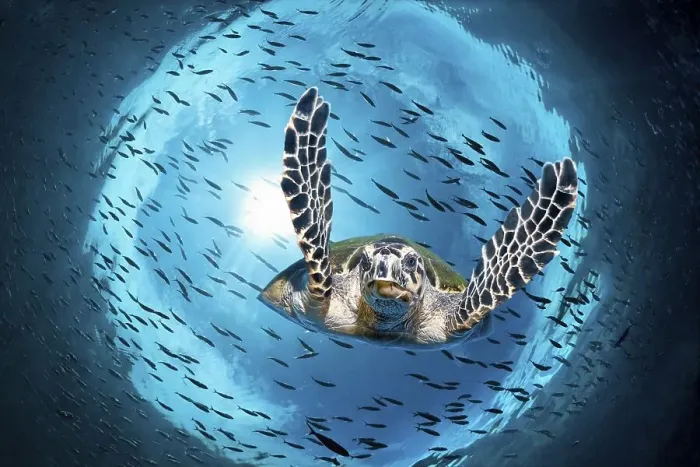 Framed Print : Green turtle (Chelonia mydas) diving under