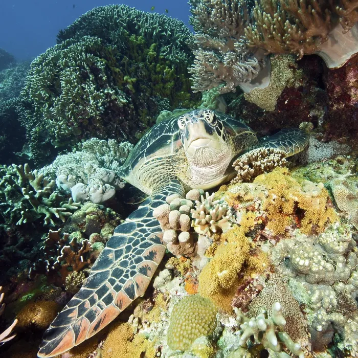 Framed Print : Green turtle (Chelonia mydas), Philippines