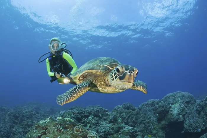 Framed Print : Green turtle and diver, Chelonia mydas Framed Print : Green turtle and diver, Chelonia mydas