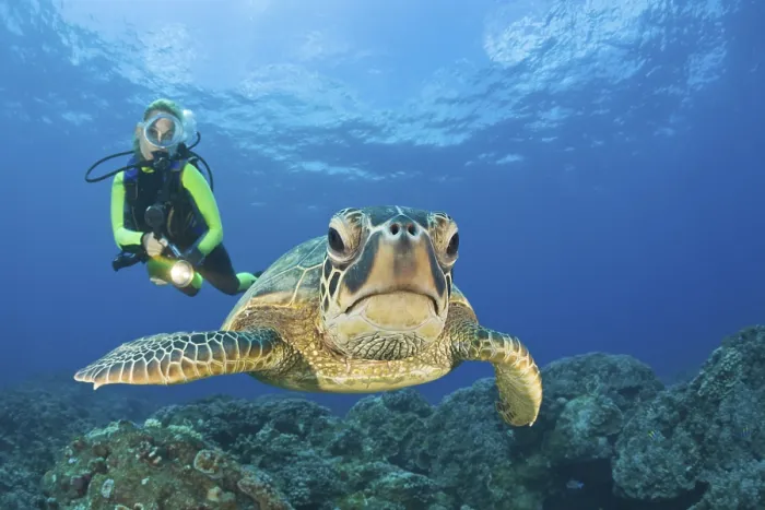 Framed Print : Green turtle and diver, Chelonia mydas Framed Print : Green turtle and diver, Chelonia mydas