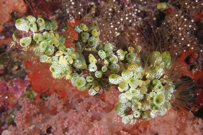 Framed Print : Green Urn Sea Squirt (Didemnum molle) in a lively coral landscape