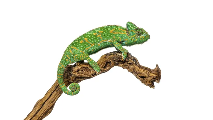 Framed Print : Green veiled chameleon - chamaeleo calyptratus - sitting on a wooden branch on white background Framed Print : Green veiled chameleon - chamaeleo calyptratus - sitting on a wooden branch on white background