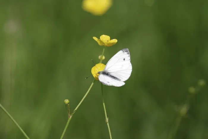 Framed Print : Green veined white butterfly (Pieris napi)