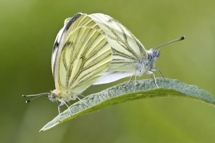 Framed Print : Green-veined White (Pieris napi)