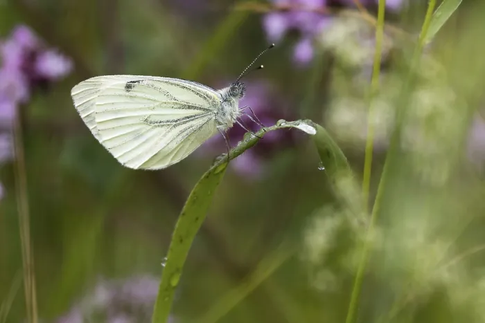 Framed Print : Green-veined white (Pieris napi)