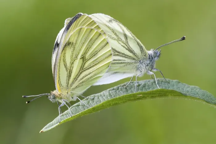 Framed Print : Green-veined whites (Pieris napi)