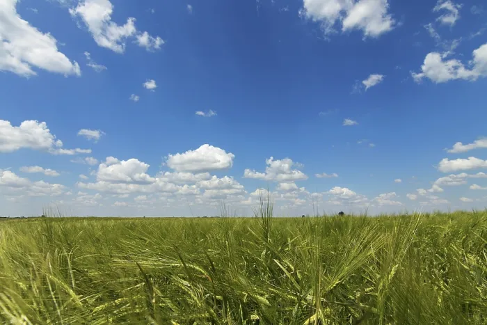 Framed Print : Green Wheat field landscape. Green wheat field