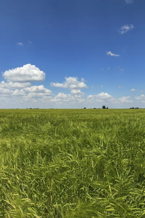 Framed Print : Green Wheat field landscape. Green wheat field
