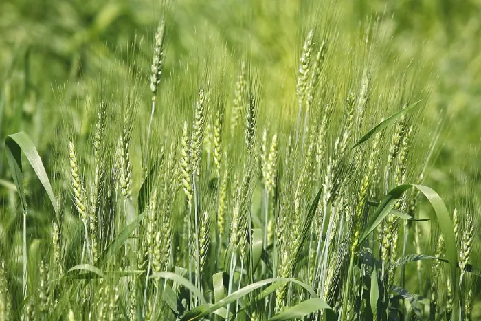 Framed Print : Green wheat triticum aestivum cereal cultivated in field Framed Print : Green wheat triticum aestivum cereal cultivated in field