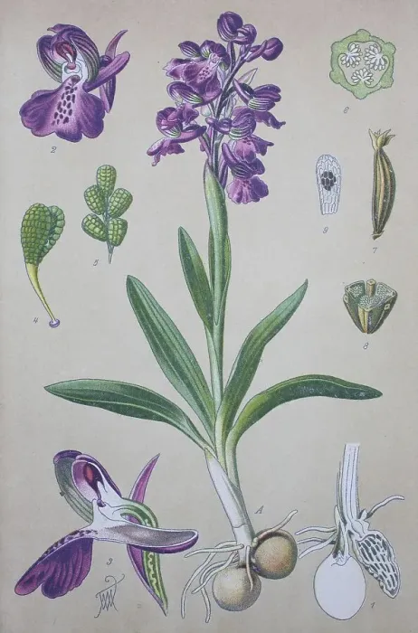 Framed Print : Green-winged orchid (Anacamptis morio)