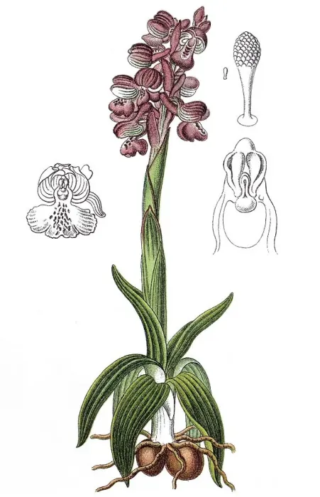Framed Print : Green-winged orchid (Orchis morio) Framed Print : Green-winged orchid (Orchis morio)