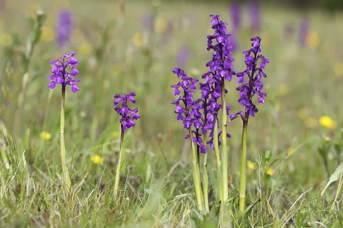 Framed Print : Green-winged Orchid (Orchis morio)