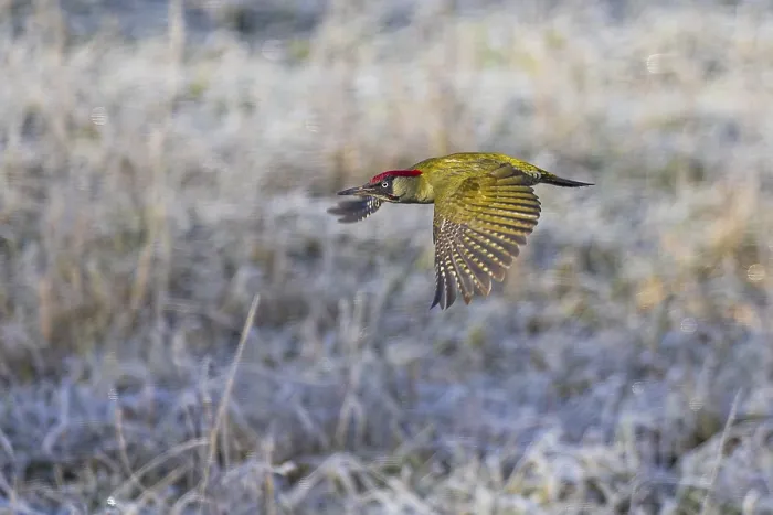 Framed Print : Green woodpecker (Picus viridis)