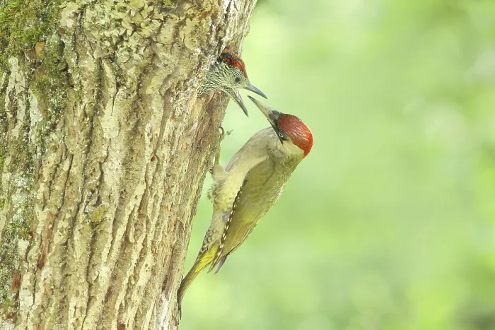 Framed Print : Green woodpecker (Picus viridis) female feeds young bird in breeding cavity in an old oak tree