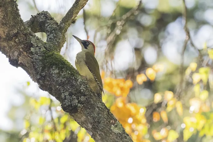 Framed Print : Green woodpecker (Picus viridis) on mossy trunk