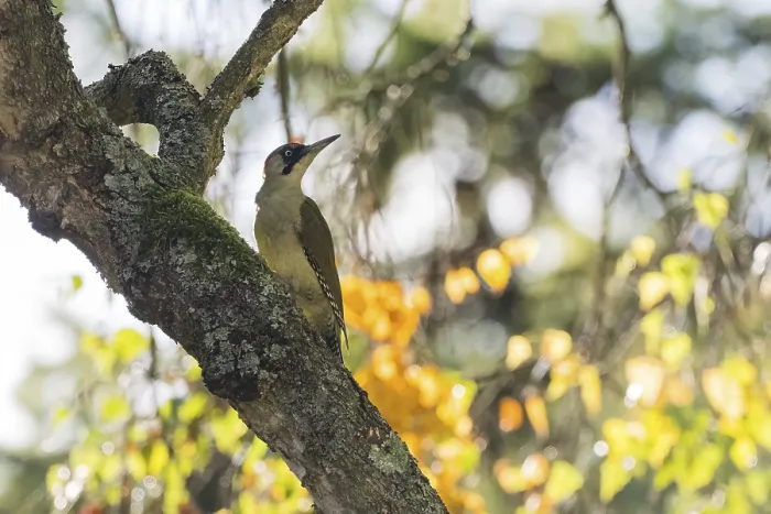 Framed Print : A green woodpecker (Picus viridis) on a mossy trunk in filtered autumn light Framed Print : A green woodpecker (Picus viridis) on a mossy trunk in filtered autumn light