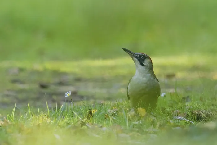 Framed Print : A green woodpecker (Picus viridis) stands in the grass next to a daisy surrounded by soft greenery