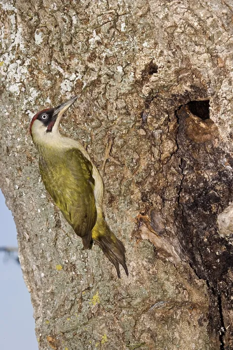 Framed Print : Green Woodpecker (picus viridis) on Tree Trunk