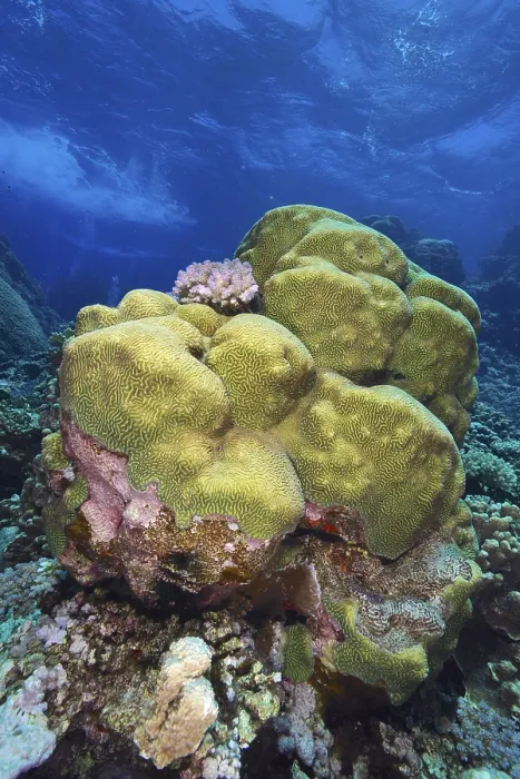 Framed Print : Green-yellow rough brain coral (Platygyra daedalea) in the clear blue sea Framed Print : Green-yellow rough brain coral (Platygyra daedalea) in the clear blue sea