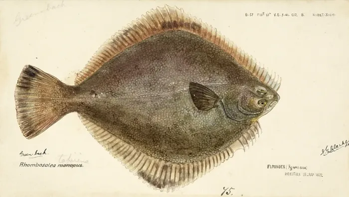 Framed Print : Greenback flounder, Rhombosolea tapirina, greenback flounder, fish, reproduction of an original, by Frank Edward Clarke (b. 1849, d. 1899), ichthyologist and scientific draughtsman