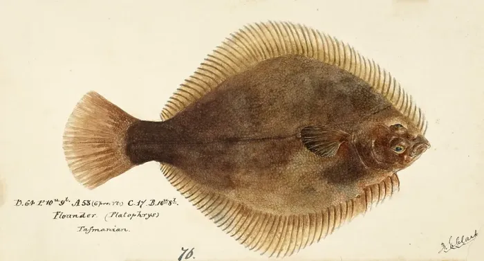 Framed Print : Greenback flounder, Rhombosolea tapirina, greenback flounder, fish, reproduction of an original, by Frank Edward Clarke (b. 1849, d. 1899), ichthyologist and scientific draughtsman