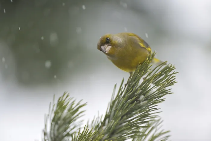 Framed Print : Greenfinch (Carduelis chloris)