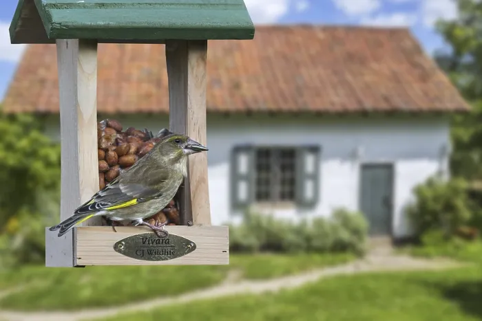 Framed Print : Greenfinch (Carduelis chloris) female eating peanuts and seeds from bird feeder Framed Print : Greenfinch (Carduelis chloris) female eating peanuts and seeds from bird feeder