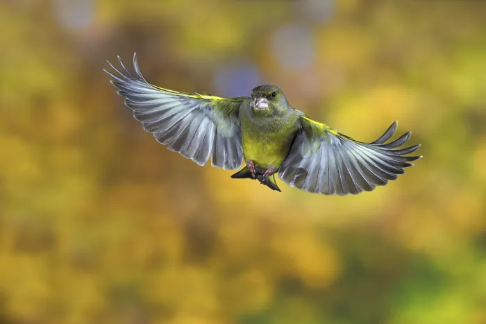 Framed Print : Greenfinch (Carduelis chloris) in flight Framed Print : Greenfinch (Carduelis chloris) in flight