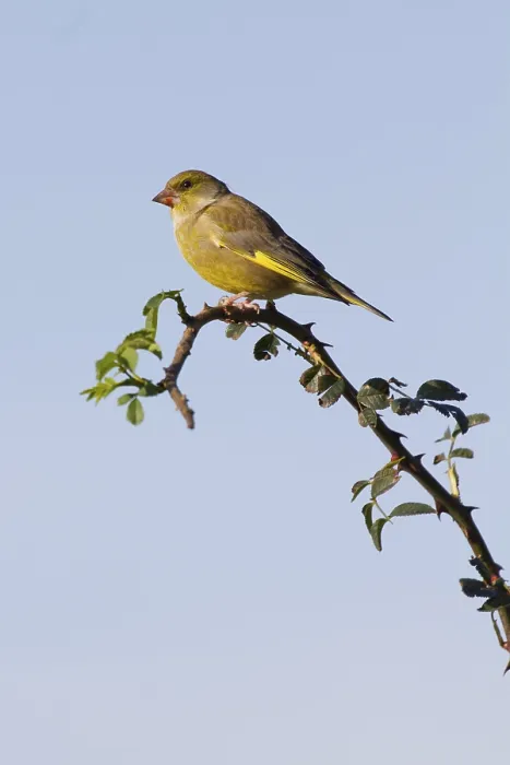 Framed Print : Greenfinch (Carduelis chloris) perched on a branch