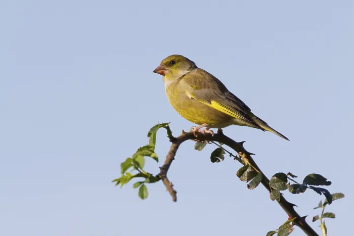Framed Print : Greenfinch (Carduelis chloris) perched on a branch Framed Print : Greenfinch (Carduelis chloris) perched on a branch