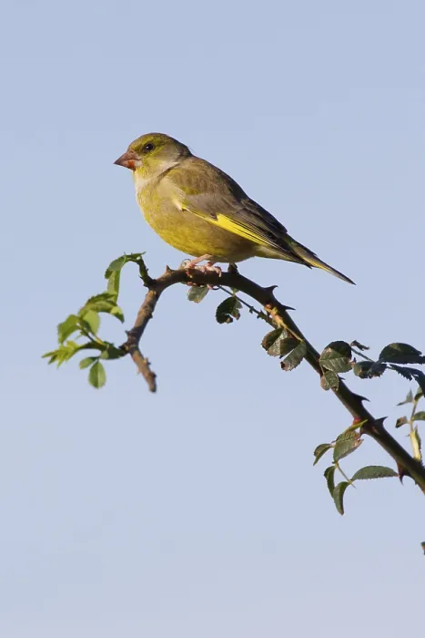 Framed Print : Greenfinch (Carduelis chloris) perched on a branch Framed Print : Greenfinch (Carduelis chloris) perched on a branch