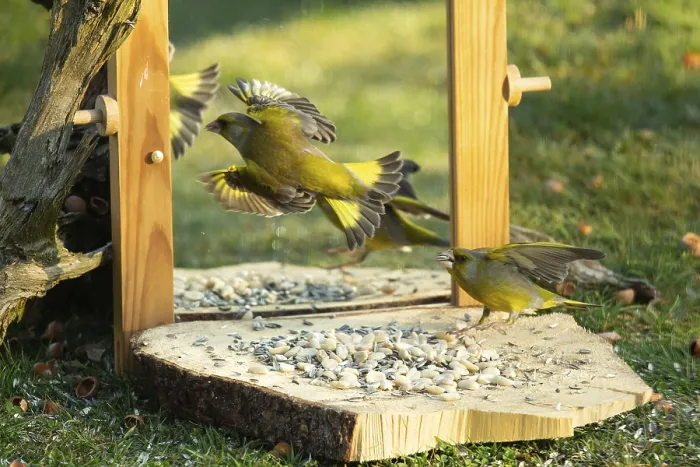 Framed Print : Greenfinch (Chloris chloris)
