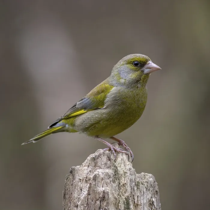 Framed Print : Greenfinch (Chloris chloris) perched on a trunk