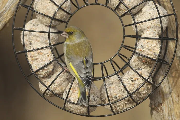 Framed Print : Greenfinch (Chloris chloris) at the winter feeding site