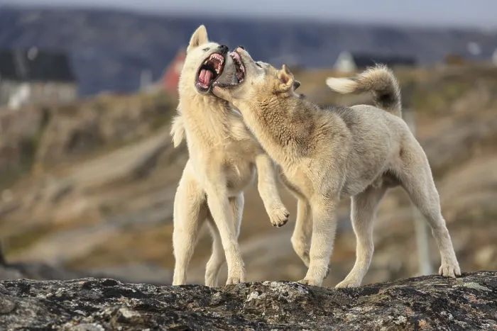 Framed Print : Greenland dogs, two huskies fighting