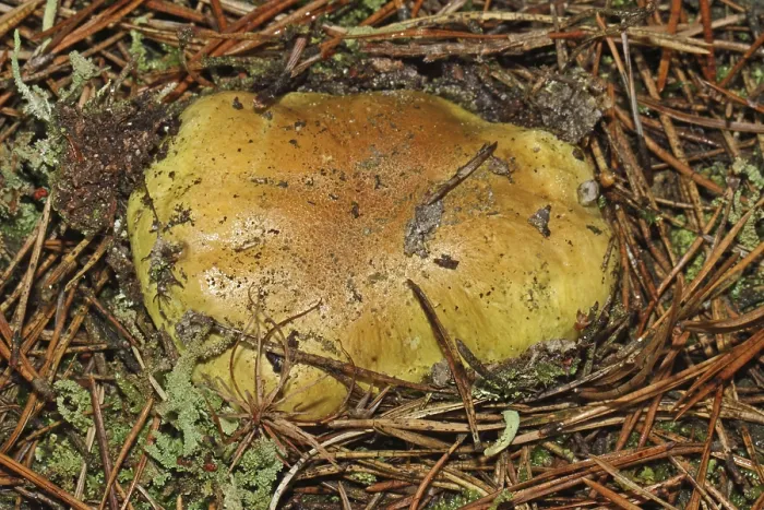 Framed Print : Greenling (Tricholoma equestre)