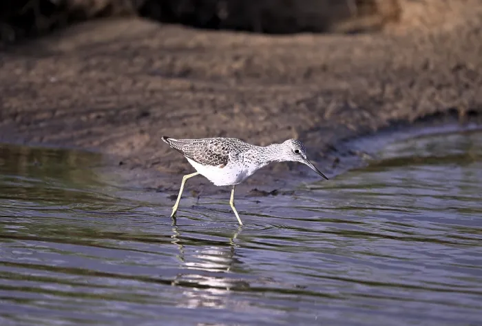 Framed Print : Greenshank (Tringa nebularia) searching for food in the water Framed Print : Greenshank (Tringa nebularia) searching for food in the water