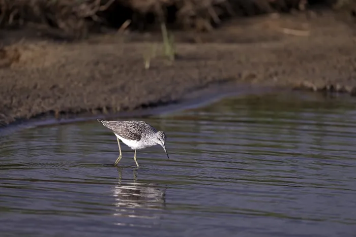 Framed Print : Greenshank (Tringa nebularia) searching for food in the water Framed Print : Greenshank (Tringa nebularia) searching for food in the water