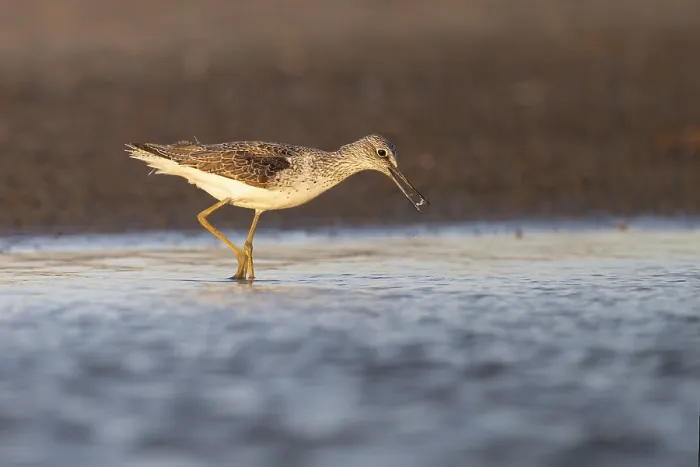 Framed Print : Greenshank (Tringa nebularia), Texel, Netherlands