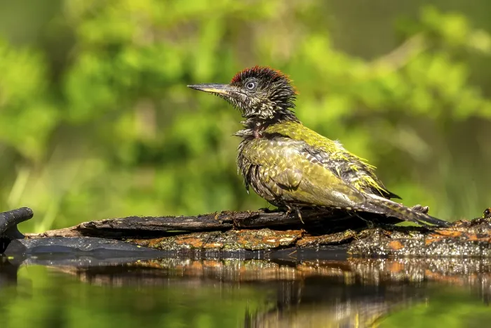 Framed Print : Greeting woodpecker (Picus viridis) Framed Print : Greeting woodpecker (Picus viridis)