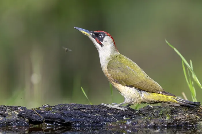 Framed Print : Greeting woodpecker (Picus viridis)