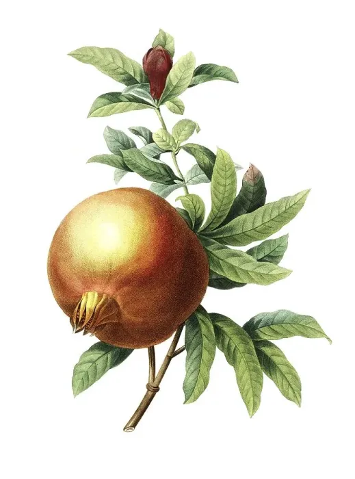 Framed Print : Grenadier punica, pomegranate (Punica granatum) Framed Print : Grenadier punica, pomegranate (Punica granatum)