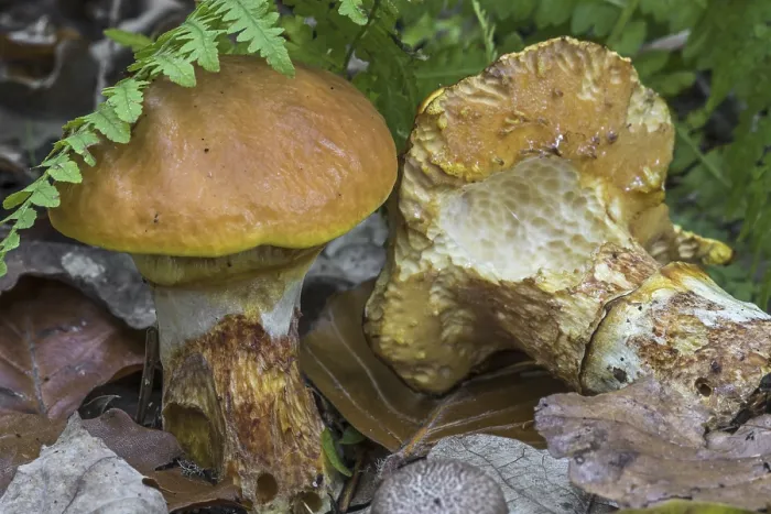 Framed Print : Greville's bolete (Suillus grevillei)