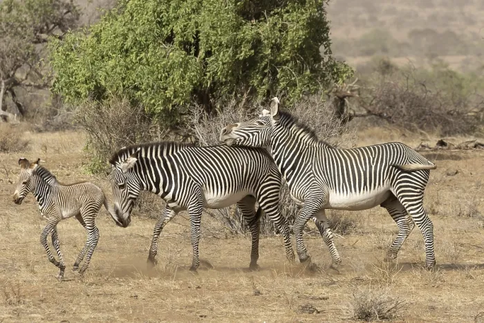 Framed Print : Grevy's grevy's zebra (Equus grevyi) Framed Print : Grevy's grevy's zebra (Equus grevyi)