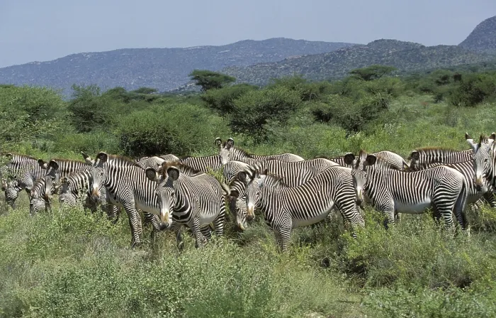 Framed Print : Grevy's grevy's zebra (equus grevyi) Framed Print : Grevy's grevy's zebra (equus grevyi)