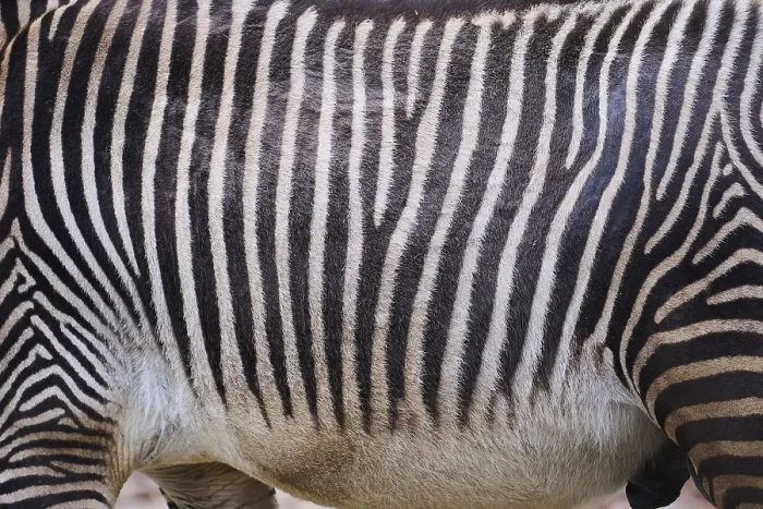 Framed Print : Grevy's zebra (Equus grevyi), detail